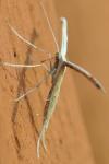 Emmelina monodactyla
