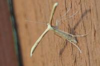 Emmelina monodactyla
