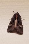 Trigonophora flammea
