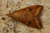 Udea ferrugalis
