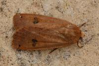 Noctua pronuba