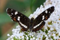 Araschnia levana