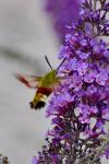 Hemaris fuciformis