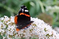 Vanessa atalanta