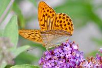 Argynnis paphia