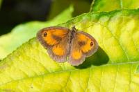 Pyronia tithonus
