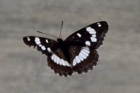 Limenitis reducta