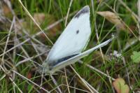Pieris rapae