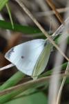 Pieris rapae