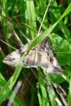 Autographa gamma