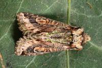 Allophyes oxyacanthae
