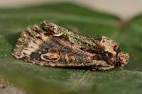 Allophyes oxyacanthae