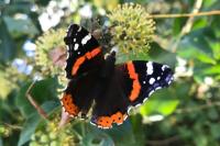 Vanessa atalanta
