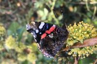 Vanessa atalanta