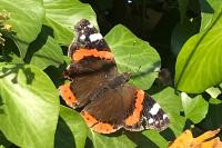 Vanessa atalanta