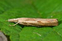 Agriphila geniculea