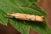 Agriphila geniculea