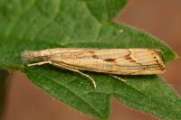 Agriphila geniculea