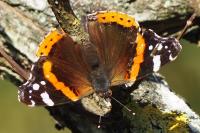 Vanessa atalanta