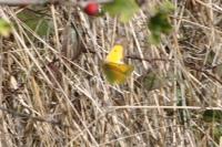 Colias crocea