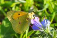 Colias crocea