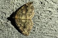 Triphosa dubitata