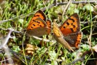 Lycaena phlaeas