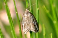 Chesias legatella