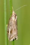 Chesias legatella