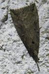 Hypena rostralis