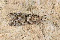 Eudonia angustea