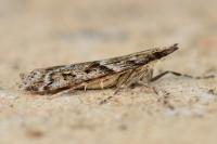 Eudonia angustea
