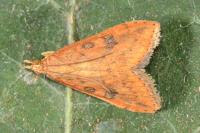 Udea ferrugalis