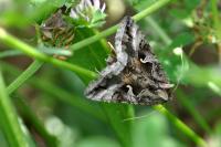 Autographa gamma