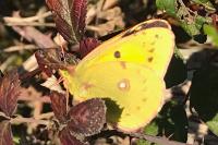 Colias crocea