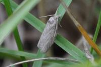 Cnephasia