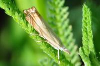 Chrysoteuchia culmella