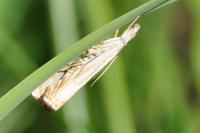 Chrysoteuchia culmella