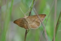 Idaea ochrata