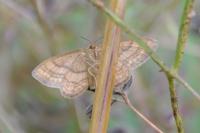Idaea ochrata