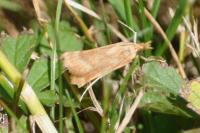 Synaphe punctalis
