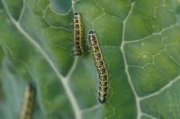 Pieris brassicae