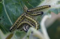 Pieris brassicae