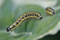 Pieris brassicae