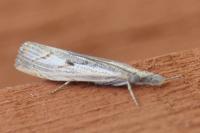 Agriphila geniculea