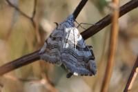 Aplocera