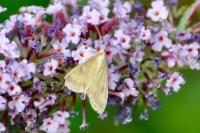 Ostrinia nubilalis