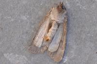 Caradrina clavipalpis