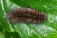 Phragmatobia fuliginosa