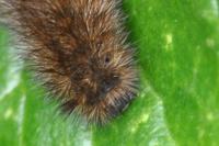 Phragmatobia fuliginosa